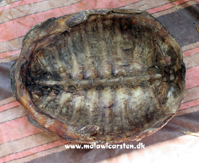 sumpskildpadde - Pelomedusa subrufa