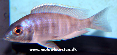 Placidochromis electra "Black Mask" Niatumbu 