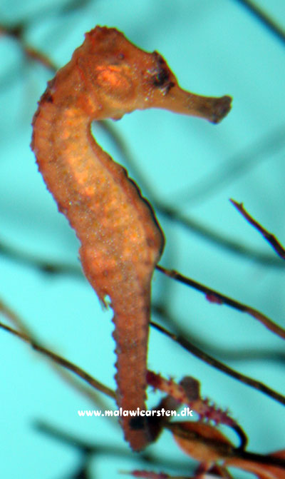 Hippocampus reidi - Gul søhest