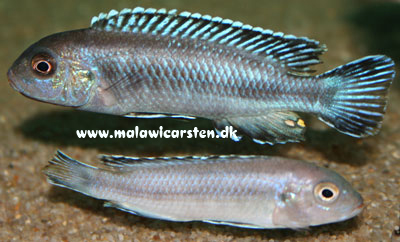 Melanochromis perileucos Likoma Island