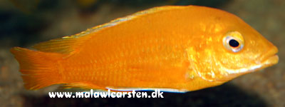 Labidochromis caeruleus Ruarwe