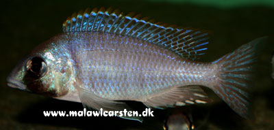 Placidochromis electra Metangula Mozambique