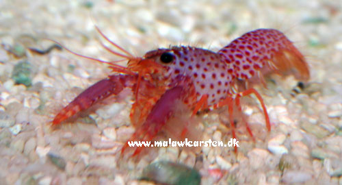 Enoplomentopus debelius - Purple and Orange Lobster 