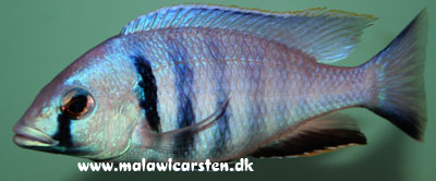Placidochromis electra Boadzulu Island
