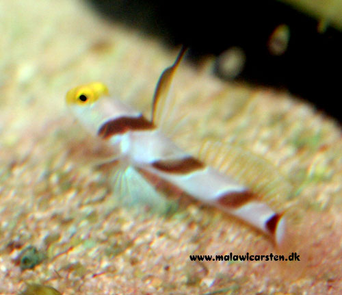 Stonogobiops xanthorhinica - Hi Fin Red Banded Goby/Striped Goby/Yellownose Goby
