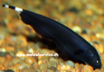 Black Ghost knivfisk - Apteronotus albifrons