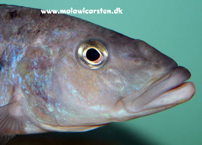 Tyrannochromis macrostoma (maculiceps)