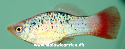 Indianer Platy - Xiphophorus maculatus