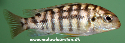 Tropheops machrophthalmus Nkhata Bay