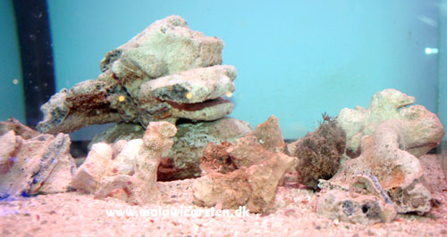 Antennarius sp. - Frogfish