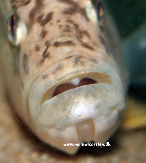 Serranochromis robustus robustus