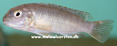 Labidochromis vellicans Nkhata Bay