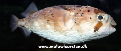 Diodon holacanthus - kugle pindsvinefisk