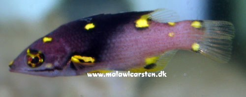 Bodianus mesothorax - Eclips Hogfish
