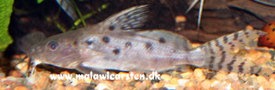 Synodontis ocellifer - IKKE Malawimalle!