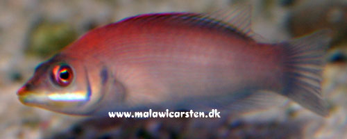 Pseudocheilinus evanidus - Scarlet Pin Stripe Wrasse
