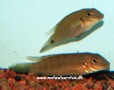 Pelvicachromis sp. 2 Guinea