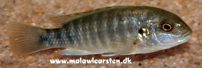 Labidochromis freibergi Likoma Island