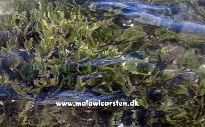 Caulerpa alger ved Inhaca Island