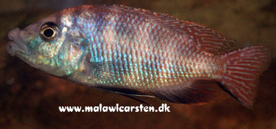 Placidochromis milomo "Orange" Maleri Island 