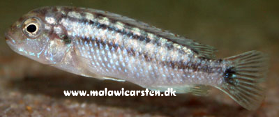Labidochromis strigatus Likoma Island