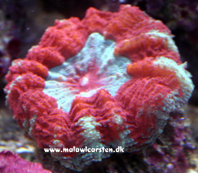 Scolymia sp. (red)