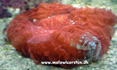 Scolymia sp. (red)