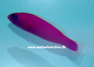 Pseudochromis porphyreus - Strawberry Dottyback