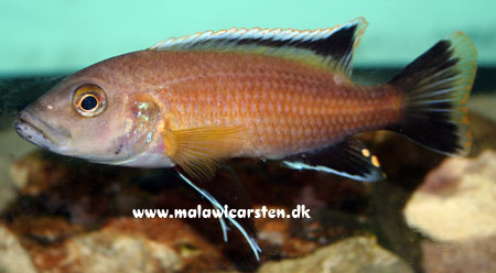 Melanochromis melanonopterus Metangula Mozambique