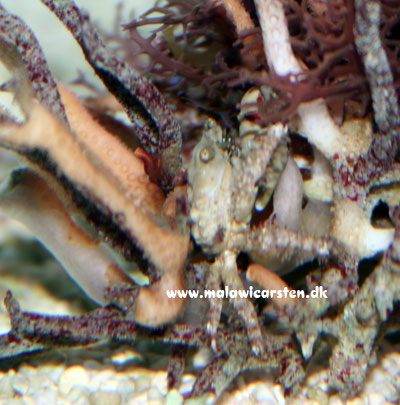 Mithrax sculptus - Mytrax krabbe