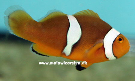 Amphiprion percula Misbar Elevage