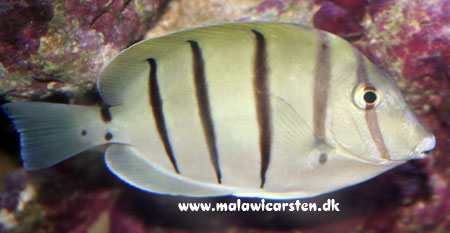 Acanthurus triostegus - Convict Surgeonfish