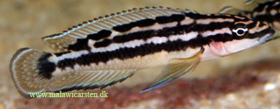 Julidochromis transcriptus F1 Zongwe