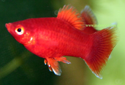 Rød Koral Platy - Xiphophorus maculatus
