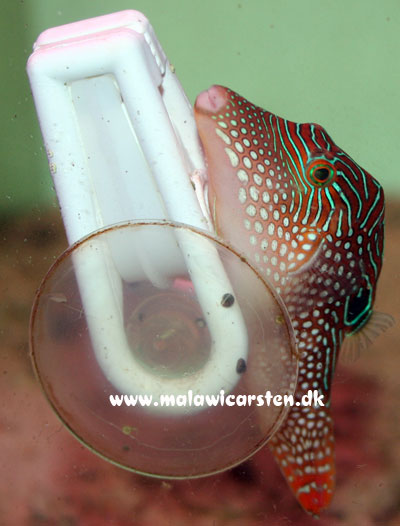 Canthigaster margeritatus - Pearl Toby