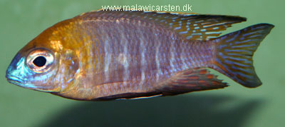 Lethrinops sp. "Nyassae" Nkhata Bay