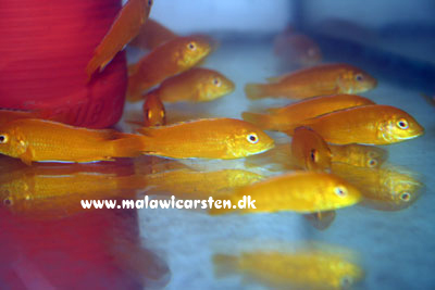 Labidochromis caeruleus "Golden Spec." Ruarwe