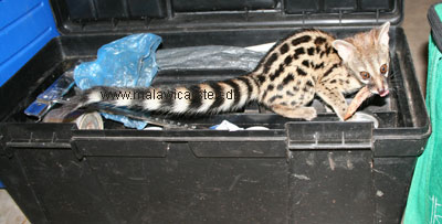 Large Spottet Genet Cat - Genetta tigrina