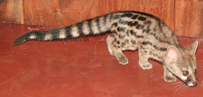 Large spottet Genet cat