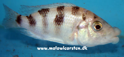 Placidochromis milomo "White" Namalenje Island 