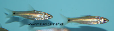 Barbus trimaculatus