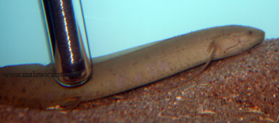Protopterus annectens (Lungefisk)