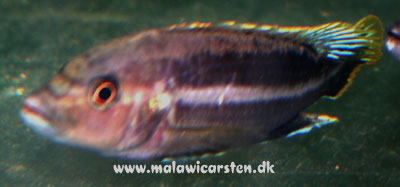Melanochromis chipokae Nakantenga Island