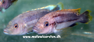 Melanochromis chipokae Nakantenga Island