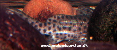 Synodontis njassae - Malawi-malle