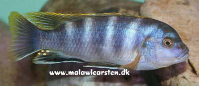 Labidochromis sp. "Pearlmutt" Higga Reef