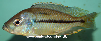 Hemitaeniochromis sp. "Spilopterus Blue" (Gaisi Blue)