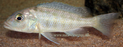Buccochromis heterotaenia 