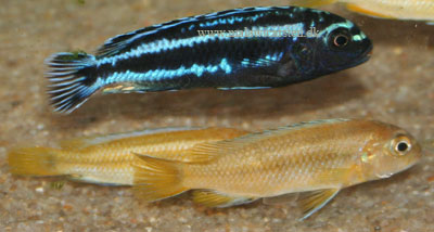 Melanochromis johanni Chinuni Mozambique