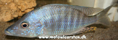 Aulonocara rostratum Luwala Reef (Eccles Reef)
